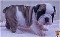 English Bulldog
